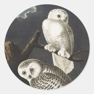 Adesivo Trabalho de arte da Audubon Snowy Owl