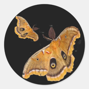 Adesivo Traça de Polyphemus