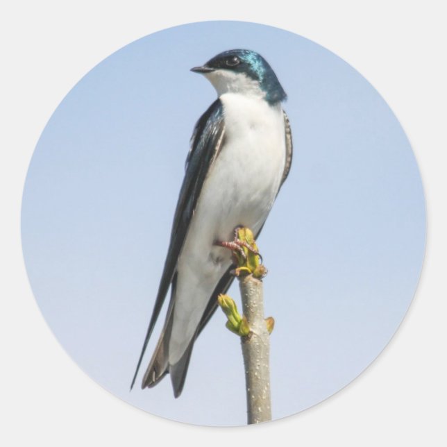 Adesivo Tree Swallow (Frente)