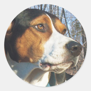 Adesivo Treing Walker Coonhound In Woods