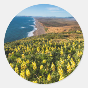 Adesivo Tremoceiro Amarelo Acima da Praia de Point Reyes E