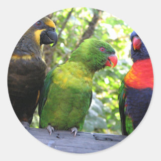 Adesivo Três Lorikeets