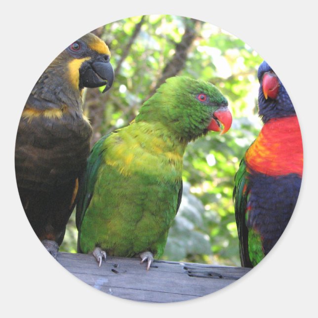 Adesivo Três Lorikeets (Frente)
