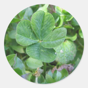 Adesivo Trevo quatro folhas