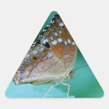 Belo Danaus Plexippus Butterfly em Folha.