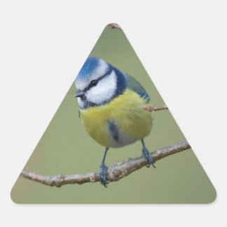 Adesivo Triangular Blaumeise bonito estar sentado em cepo