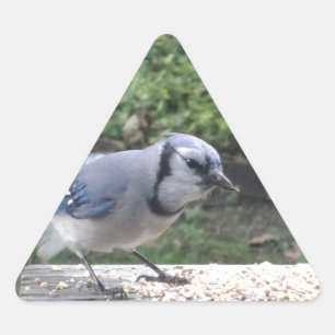 Adesivo Triangular Blue Jay