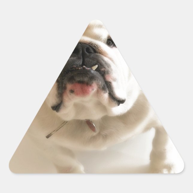 Adesivo Triangular Bulldog Muito Bonito (Frente)