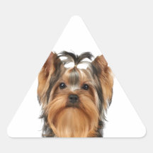 Cachorro do Yorkshire Terrier