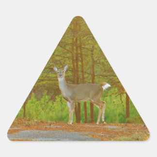 ADESIVO TRIANGULAR DSCF4041.JPG