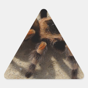 Adesivo Triangular Envenenamento do joelho vermelho-brachypelma taran