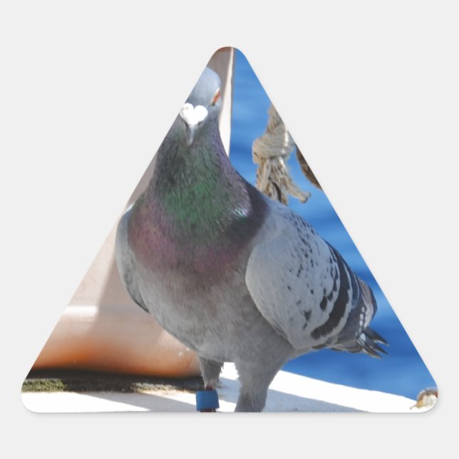 Adesivo Triangular Homing Pigeon (Frente)
