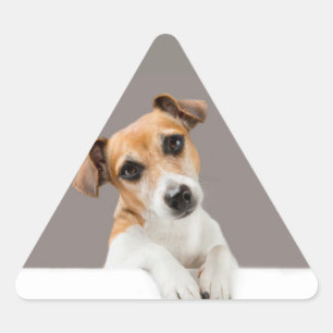Adesivo Triangular Jack Russell Puppy Sweet Sweet Baby Puppy