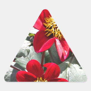 Adesivo Triangular margarida rosa-vermelha / flores das margaridas