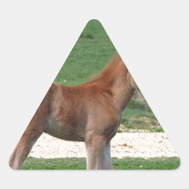 Adesivo Triangular O Destino De Bebê Bonito Oferece O Springtime Ador (Frente)