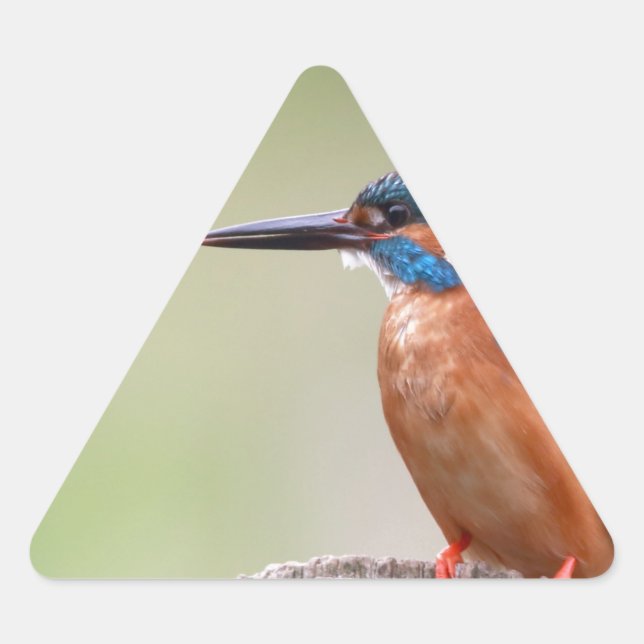 Adesivo Triangular Pássaro Kingfisher. (Frente)
