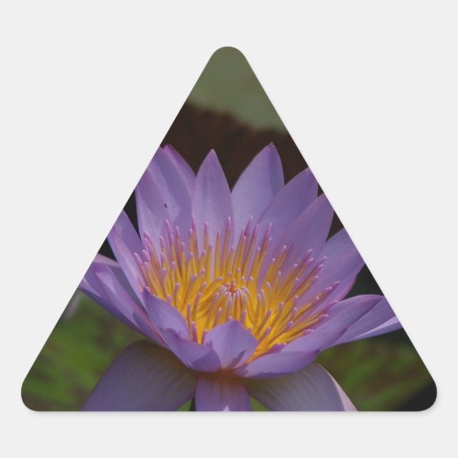 Adesivo Triangular Purple Lotus Waterlily (Frente)