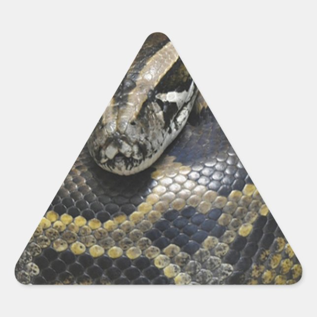 Adesivo Triangular "Python Real" (Frente)