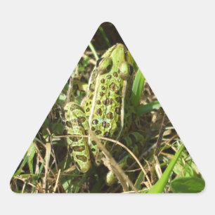 Adesivo Triangular Sapo