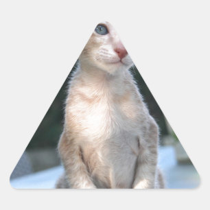Adesivo Triangular Siamese Kitten em uma mesa