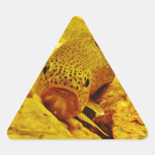 Adesivo Triangular Truta em fluxo