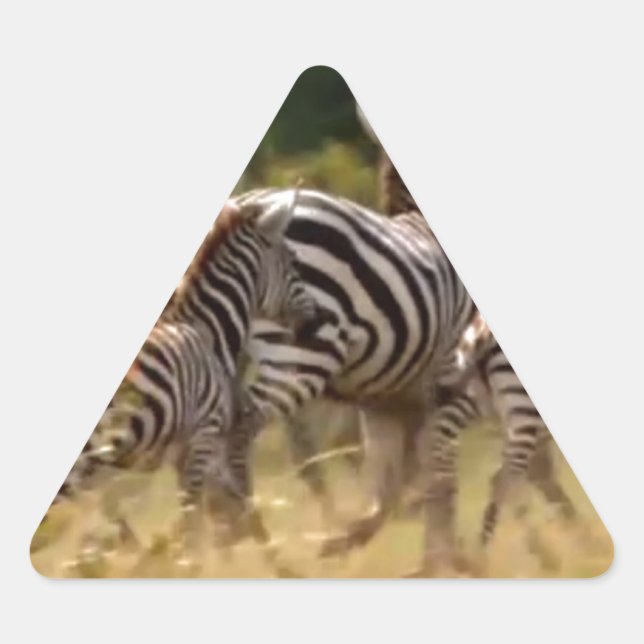 Adesivo Triangular Zebras em Movimento: Uma Viagem de Mil Milhas (Frente)