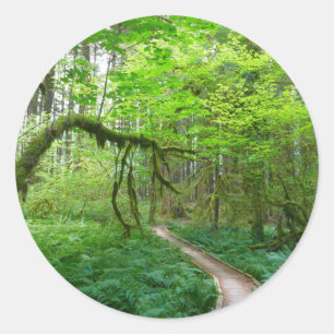 Adesivo Trilha Ancient Groves no Parque Nacional Olímpico