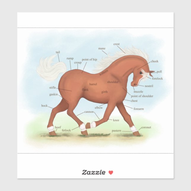 Adesivo Trombose Cavalo Sorrel Gráfico de Anatomia Equestr (Folha)