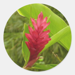 Adesivo Tropical de Flor Vermelho Ginger (Alpinia)