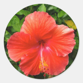 Adesivo Tropical Red Hibiscus Bonita Primavera Flórida