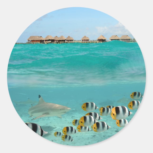 Adesivo Tubarão perseguindo peixes em lagoas de autocolant (Frente)