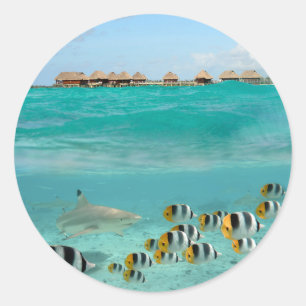 Adesivo Tubarão perseguindo peixes em lagoas de autocolant