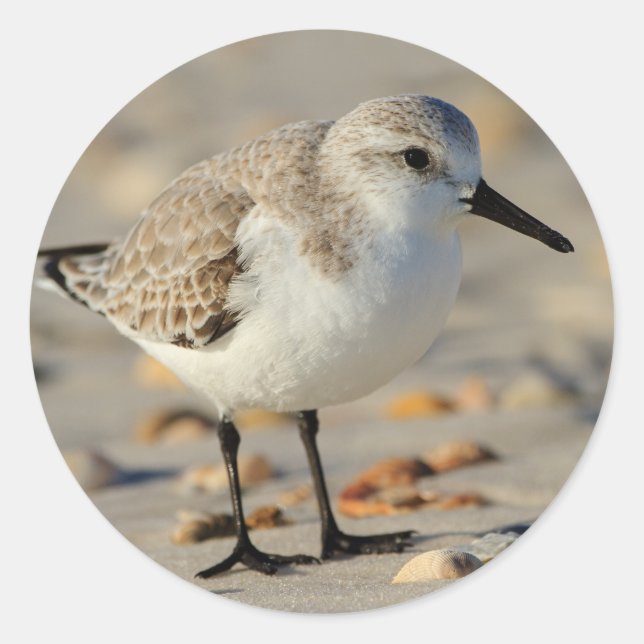 Adesivo Tubo de areia e conchas (Frente)