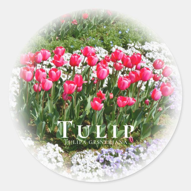 Adesivo Tulip (Frente)