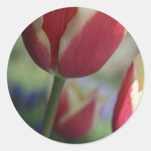 Adesivo Tulip Envelop Seal Stickers