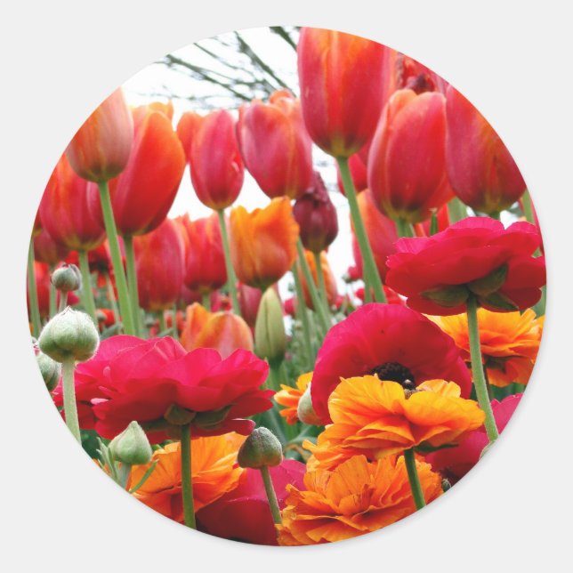Adesivo Tulip Poppy Dance (Frente)