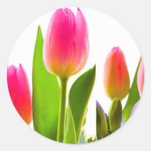 Adesivo Tulip Sticker