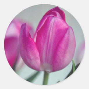 Adesivo Tulipa cor-de-rosa