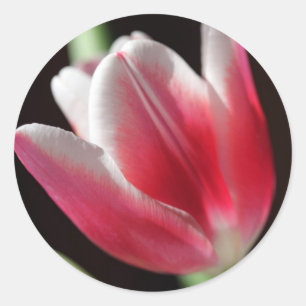 Adesivo Tulipa Rosa