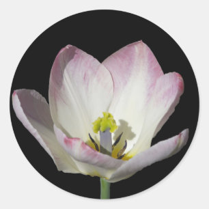 Adesivo Tulipa Rosa em Preto