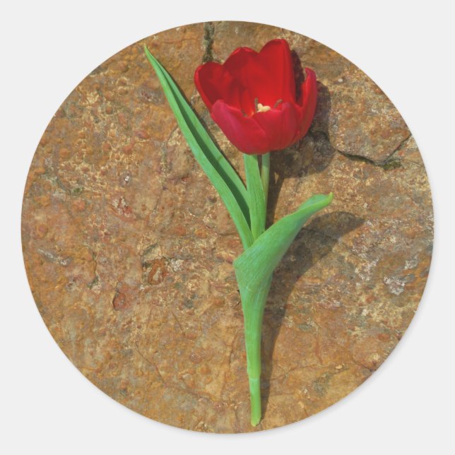 Adesivo Tulipa vermelha e amarela (Frente)