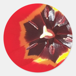 Adesivo Tulipa Vermelha Escarlate 