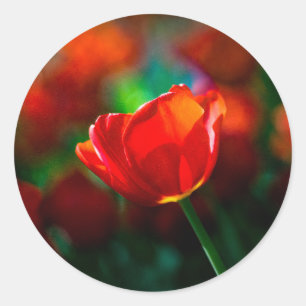 Adesivo Tulipa vermelha - Mistério de florescência