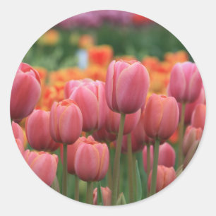 Adesivo tulipas cor-de-rosa