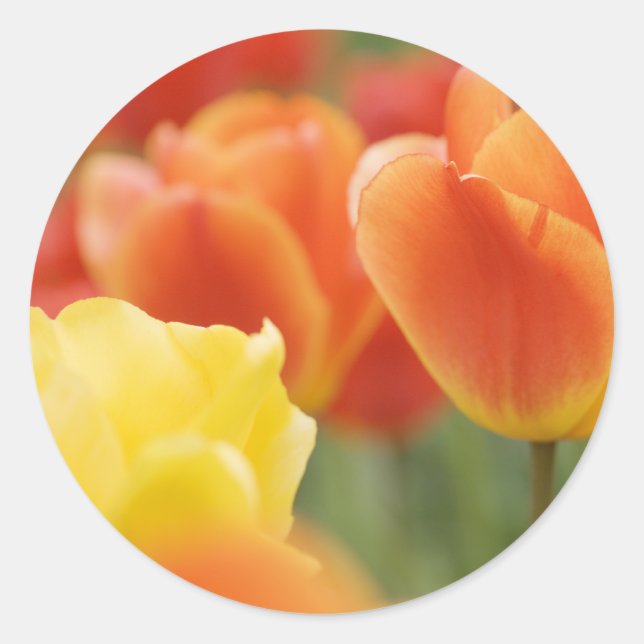 Adesivo Tulipas do felz pascoa (Frente)