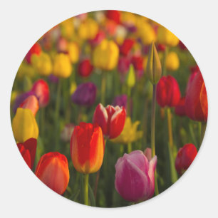 Adesivo Tulipas, Festival de Tulipas, Woodburn, Oregon, EU