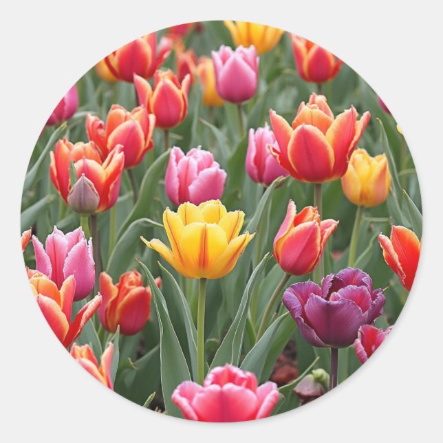 Adesivo Tulipas Holandesas (Frente)