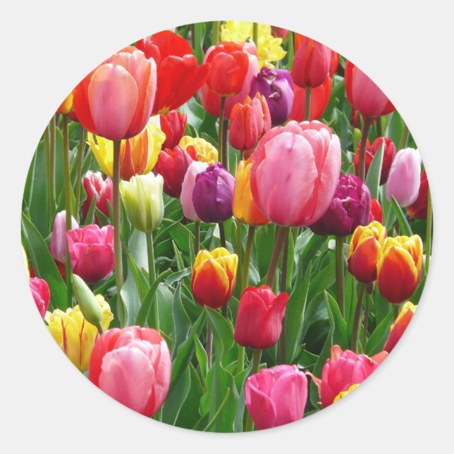Adesivo Tulipas Multicoloridas (Frente)