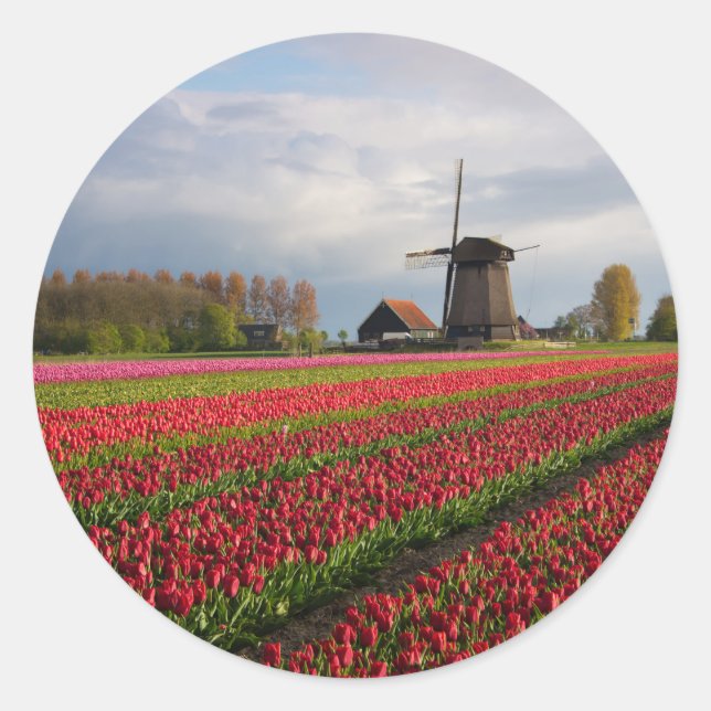 Adesivo Tulipas vermelhas e moinho de vento (Frente)