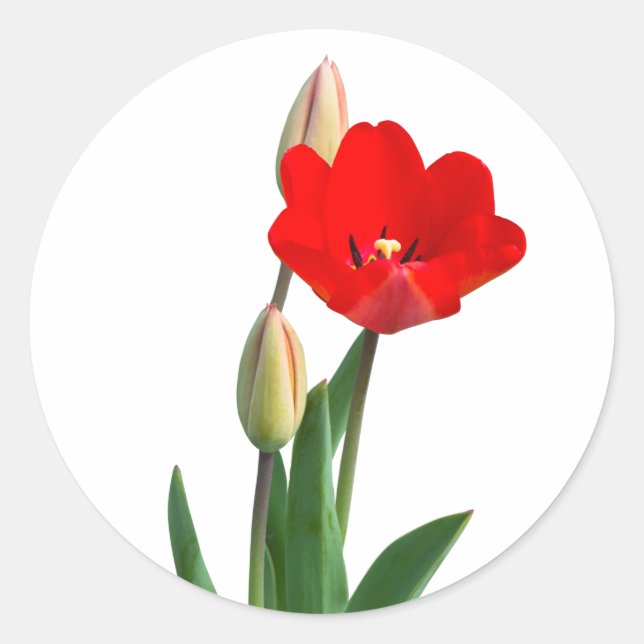 Adesivo Tulips Classic Round Sticker (Frente)